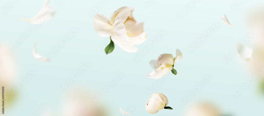 Flying peonies flowers petals at blue pastel background with copy space. Creative floral levitation in air nature layout. Spring blossom concept for wedding, women, Mother, 8 March, Valentine's day
