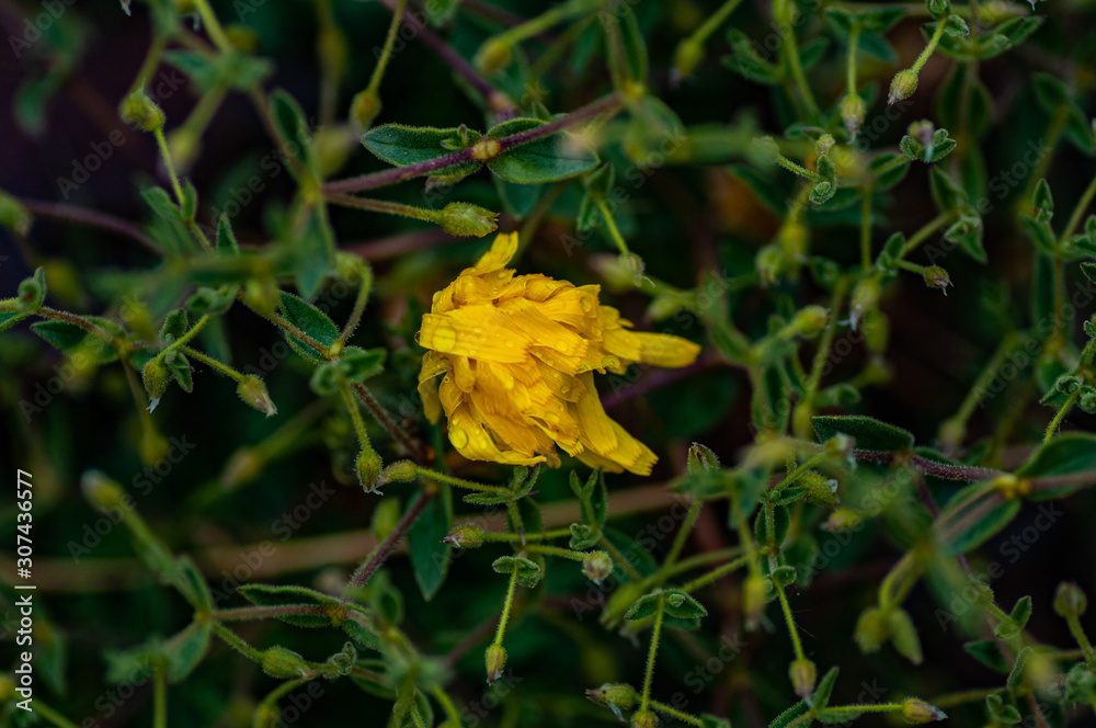 Yellow flower on green grass background on Altai, Russia Yellow flower on green grass background on Altai, Russia