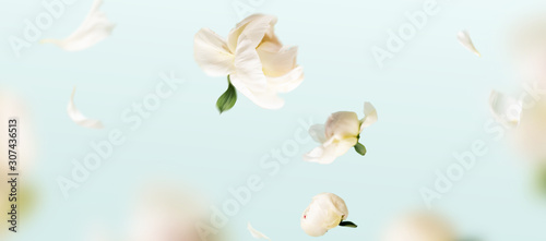 Fototapeta Naklejka Na Ścianę i Meble -  Flying peonies flowers petals at blue pastel background with copy space. Creative floral levitation in air nature layout. Spring blossom concept for wedding, women, Mother, 8 March, Valentine's day