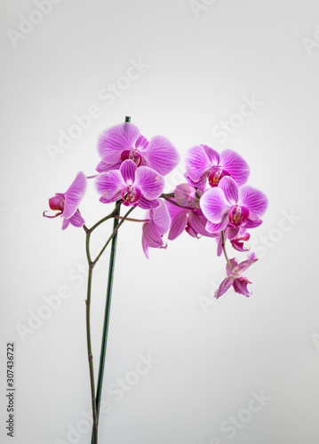 Orchidée violet dans une maison à la lumière
