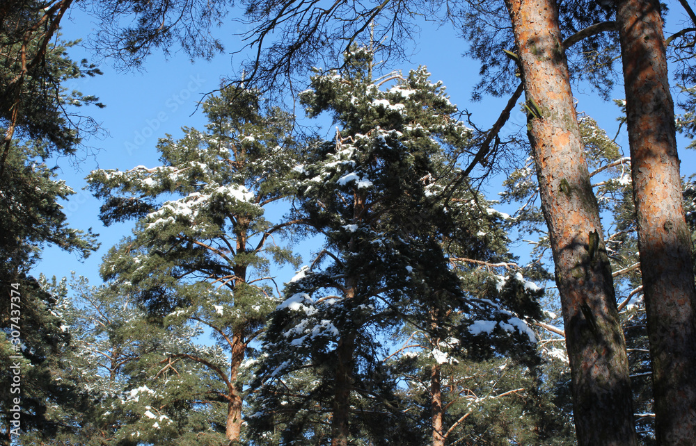Fototapeta premium Pine trees in the winter. Snow.