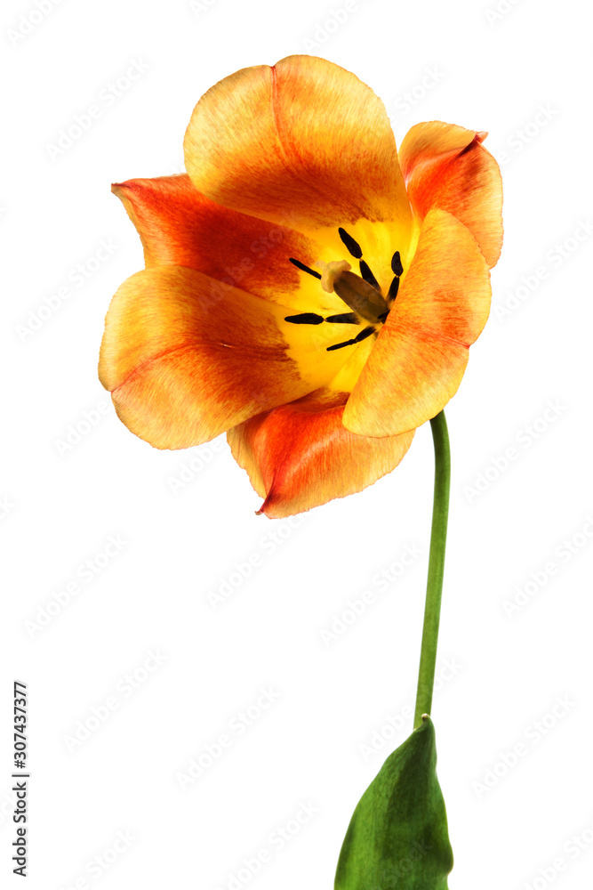Alone red-yellow tulip flower isolated on a white background Alone red-yellow tulip flower isolated on a white background