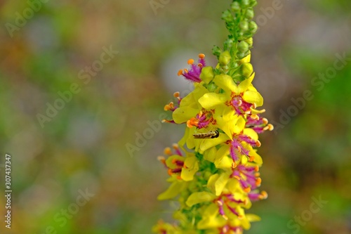 Close up Dark mullein (Verbascum nigrum) flowers with blurred flowers as background having space on the left. © Supratchai