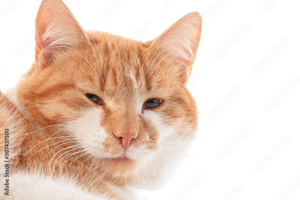 Portrait of a fat ginger red cat isolated on a white background