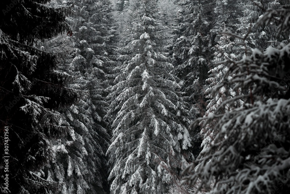 snow forest wood landscape with conifer trees. snow forest wood landscape with conifer trees.