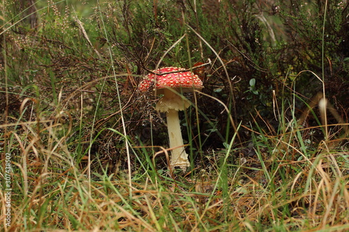 mushroom in forest