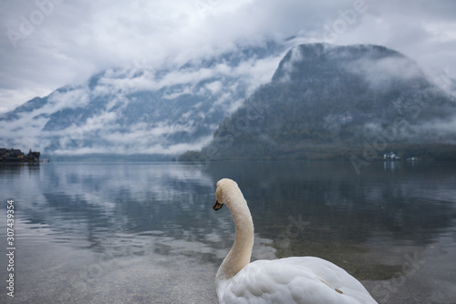 Fototapeta Naklejka Na Ścianę i Meble -  White swans swimming in lake in foggy weather in Hallstatt with snow mountain and clouds in the background
