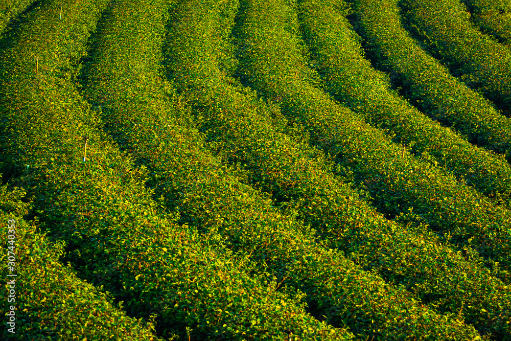 Green tea field in the morning light ,organic tea plantations at chiang rai thailand