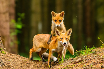 Wandcirkels Olijfgroen Rode vos met jong in natuur  © vaclav