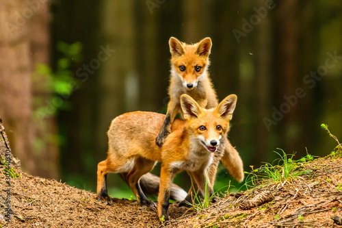 Red fox, vulpes vulpes, adult fox with young photo