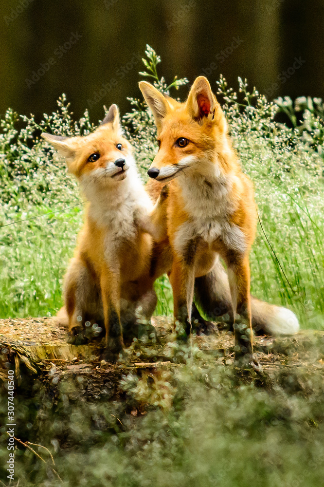 Red fox, vulpes vulpes, adult fox with young Red fox, vulpes vulpes, adult fox with young
