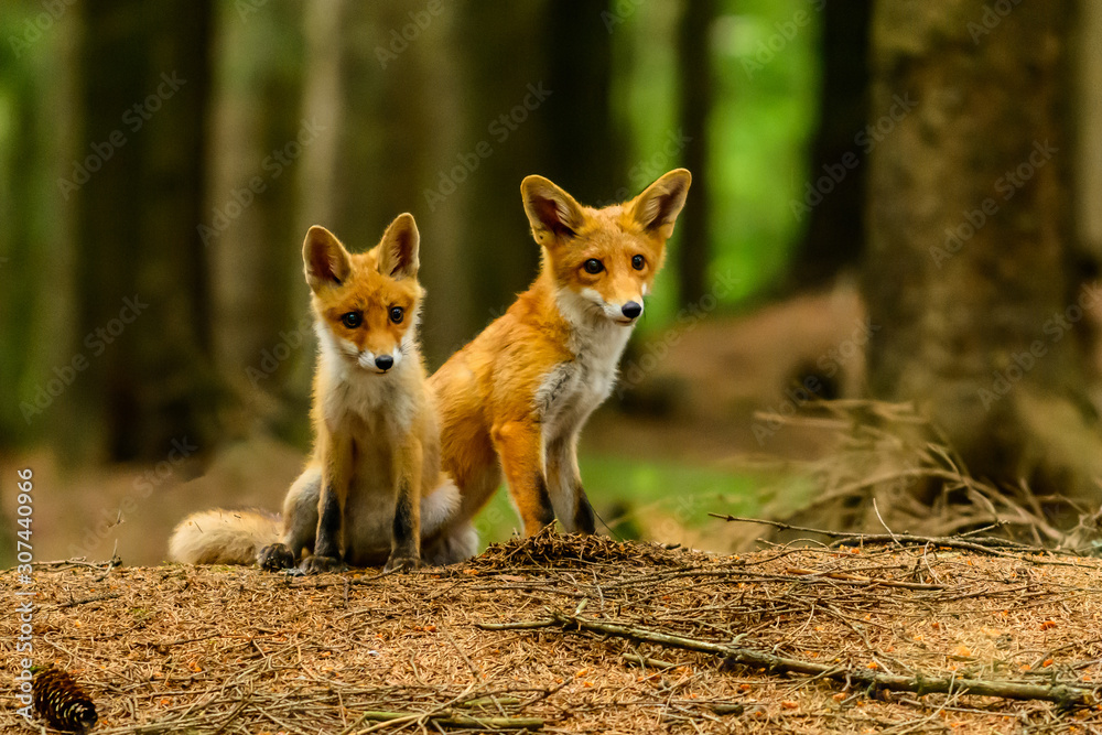 Red fox, vulpes vulpes, adult fox with young Red fox, vulpes vulpes, adult fox with young