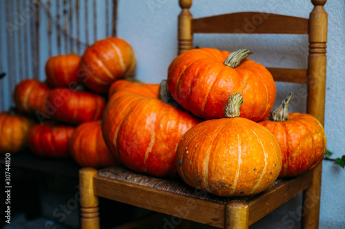 Large vibrant collection of ripe pumpkins arranged on rustic wooden chairs against blue wall photo