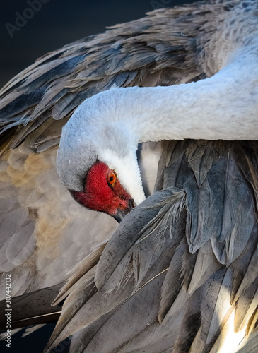 Sandhill Crane
