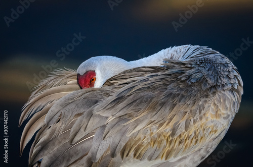 Sandhill Crane