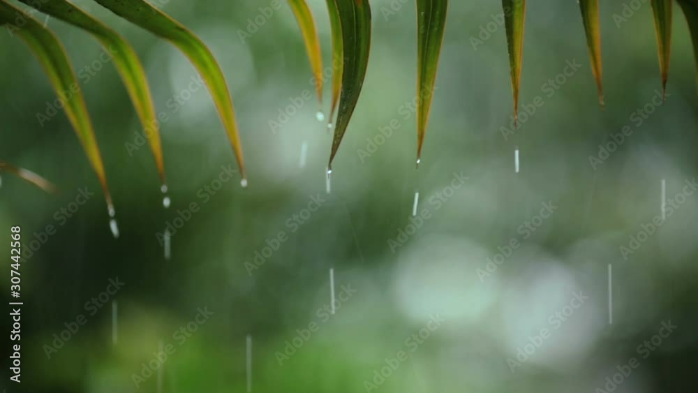 Natural Tropical Rain. Shallow focus on raindrops leaf