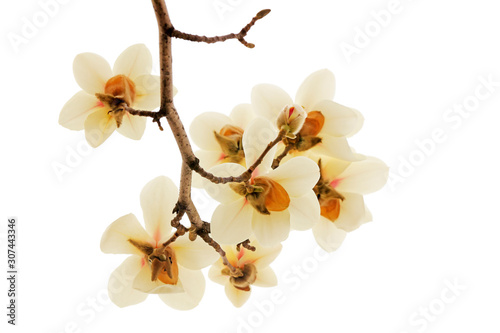 Magnolia flower in a white background