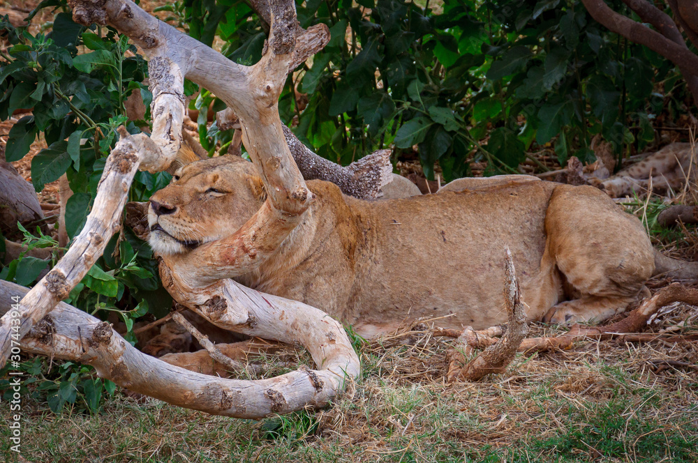 lioness in the forest lioness in the forest
