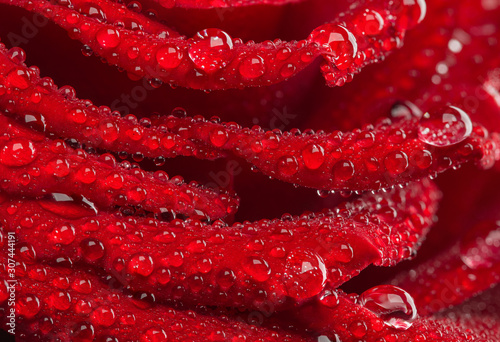 Drops of water on the petals of a red rose lit by the morning sun.