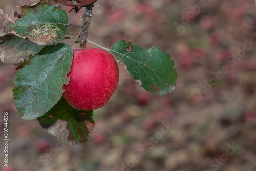 Red Organic Apple on Branch photo