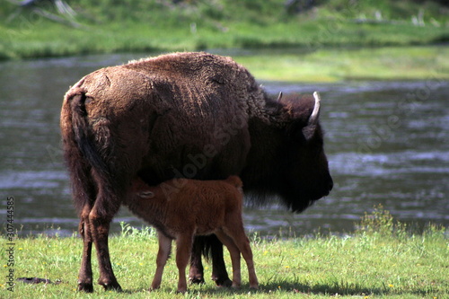 Bison and calf
