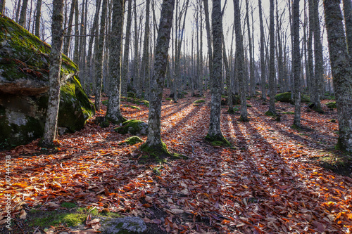 Bosque de castaños en otoño
