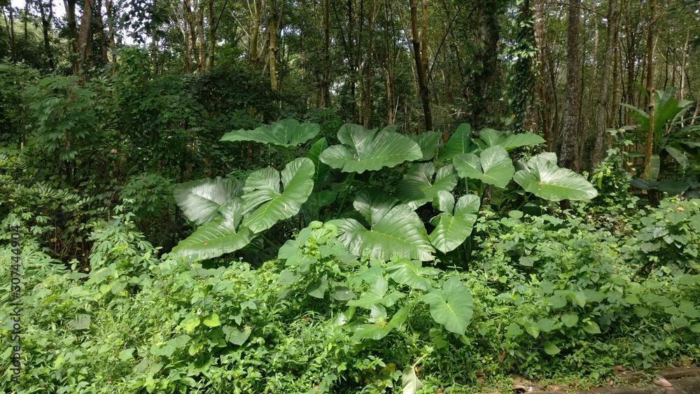 Obraz premium Green trees in the forest