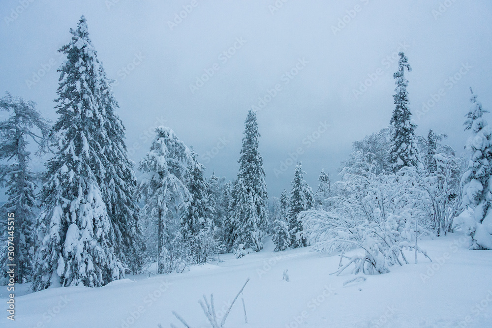 Christmas tale on nature. covered with white clean fresh snow spruce and pine in the winter forest. Wonderful time for walking and outdoor activities in January. ready background for layout Christmas tale on nature. covered with white clean fresh snow spruce and pine in the winter forest. Wonderful time for walking and outdoor activities in January. ready background for layout