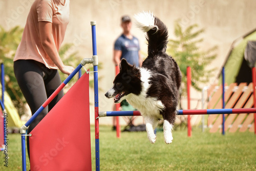 Black and white Border collie is running slalom on czech agility competition slalom. agility competition in dog park Ratenice