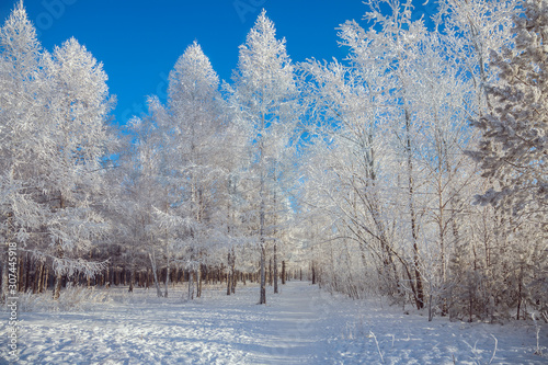 Winter landscape, frosty trees in a snowy forest on a sunny day. Calm winter nature.