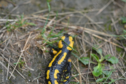 Salamander © Saskia