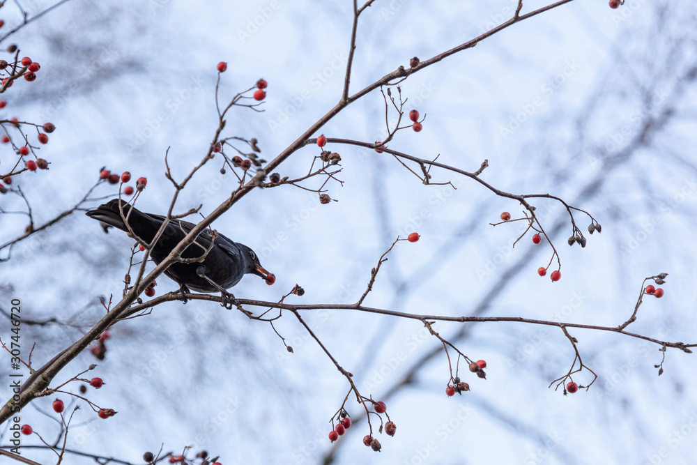 In winter, birds eat berries on a tree In winter, birds eat berries on a tree