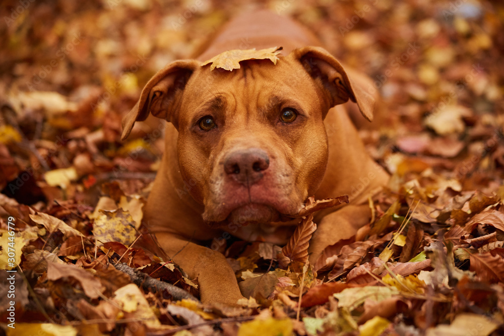  dog in the leaves