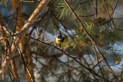Bird Great tit, or Parus major. Sitting on a branch in spring/summer forest. Birds blue titmouse sitting in the garden among the colorful branches. Natural background.