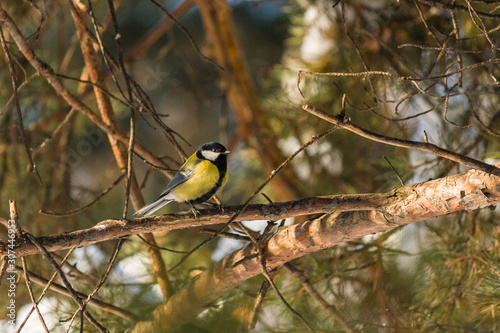 Bird Great tit, or Parus major. Sitting on a branch in spring/summer forest. Birds blue titmouse sitting in the garden among the colorful branches. Natural background.
