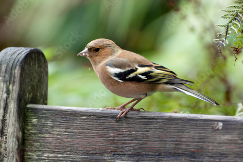 Common Chaffinch close-up