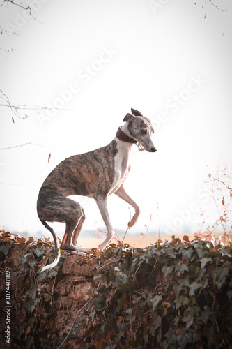 Autumn photo of jung famele whippet. She is standing on the wall