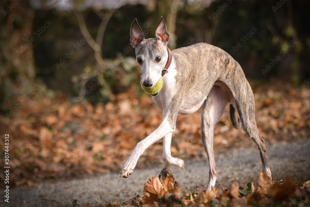 Running dog breed whippet. Autumn photoshooting in the nture. 