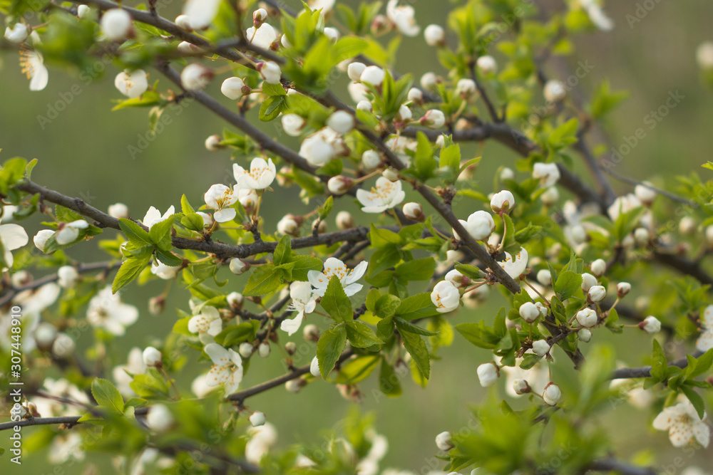 Abstract spring seasonal background with white flowers Abstract spring seasonal background with white flowers