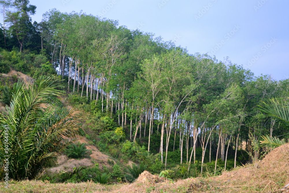 Fototapeta premium A landscape captured from a hill. There are trees, plants, mountain and blue sky on the background.