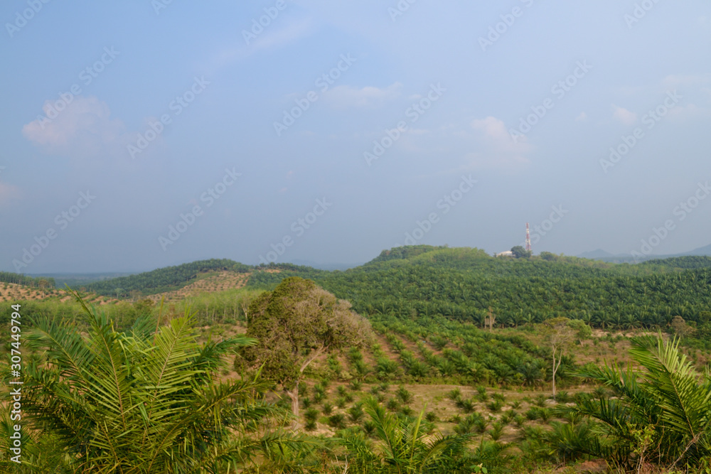 A landscape captured from a hill. There are trees, plants, mountain and blue sky on the background.