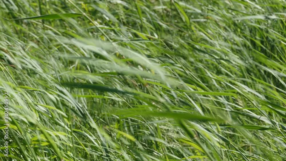 wind in green thickets of grass, camera in motion wind in green thickets of grass, camera in motion