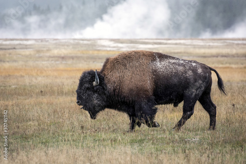 Φωτογραφία American bison (Bison bison)