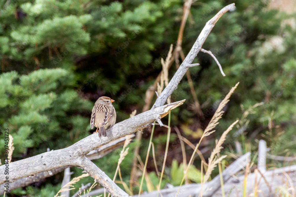 Immature White-crowned Sparrow (Zonotrichia leucophrys) Immature White-crowned Sparrow (Zonotrichia leucophrys)