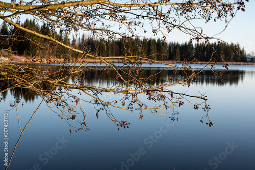 Fototapeta Naklejka Na Ścianę i Meble -  Lake at early morning with a branch in the forefront