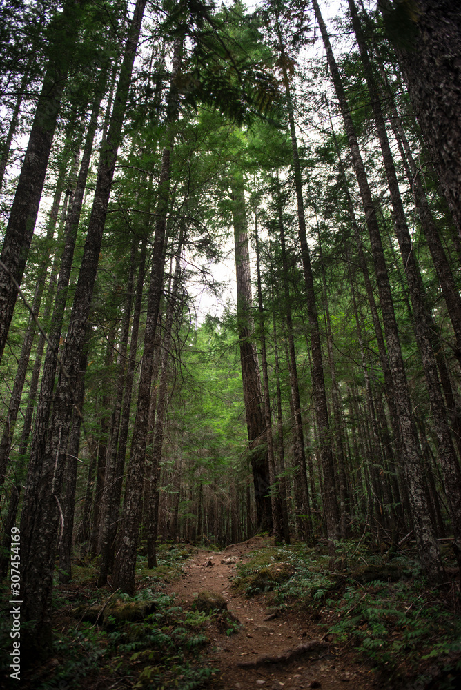 Wooded Trail Surrounded By Tall Vertical Evergreen Trees Wooded Trail Surrounded By Tall Vertical Evergreen Trees