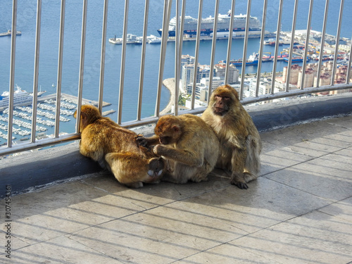 Group Grooming by Gibralter Macaques