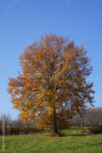 Großer Baum mit herbstlichen Blättern auf einer Wiese unter blauem Himmel