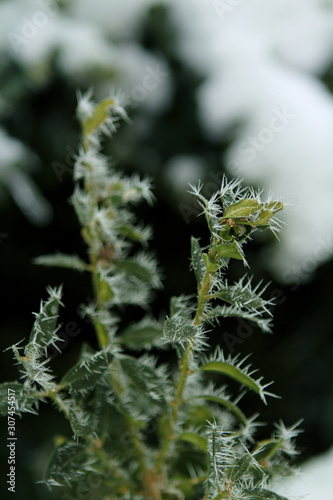 beautiful green plants with leaves  covered with white  sharp needles of hoarfrost on a background of a winter landscape  concept seasonal  weather  first frost  horizontal  close-up