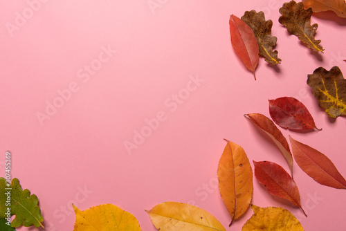 Background group autumn orange  green  yellow and brown leaves. with the heart shape cut out in the middle on pink background. Studio shoot. View from above. Horizontal orientation. Copy space